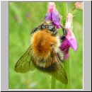 Bombus pascuorum - Ackerhummel 06.jpg